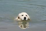 GOLDEN RETRIEVER 902